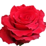 Royal Explorer Rose d'Equateur Ethiflora